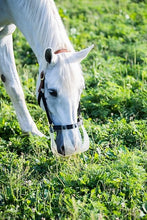 White horse wearing Thinline grazing muzzle in a green field.