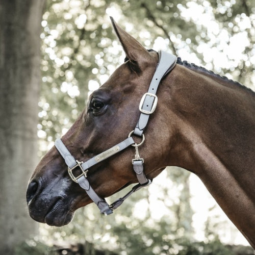 Kentucky Suede Anatomic Halter-Trailrace Equestrian Outfitters-The Equestrian