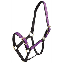 Halter Overlay-Trailrace Equestrian Outfitters-The Equestrian