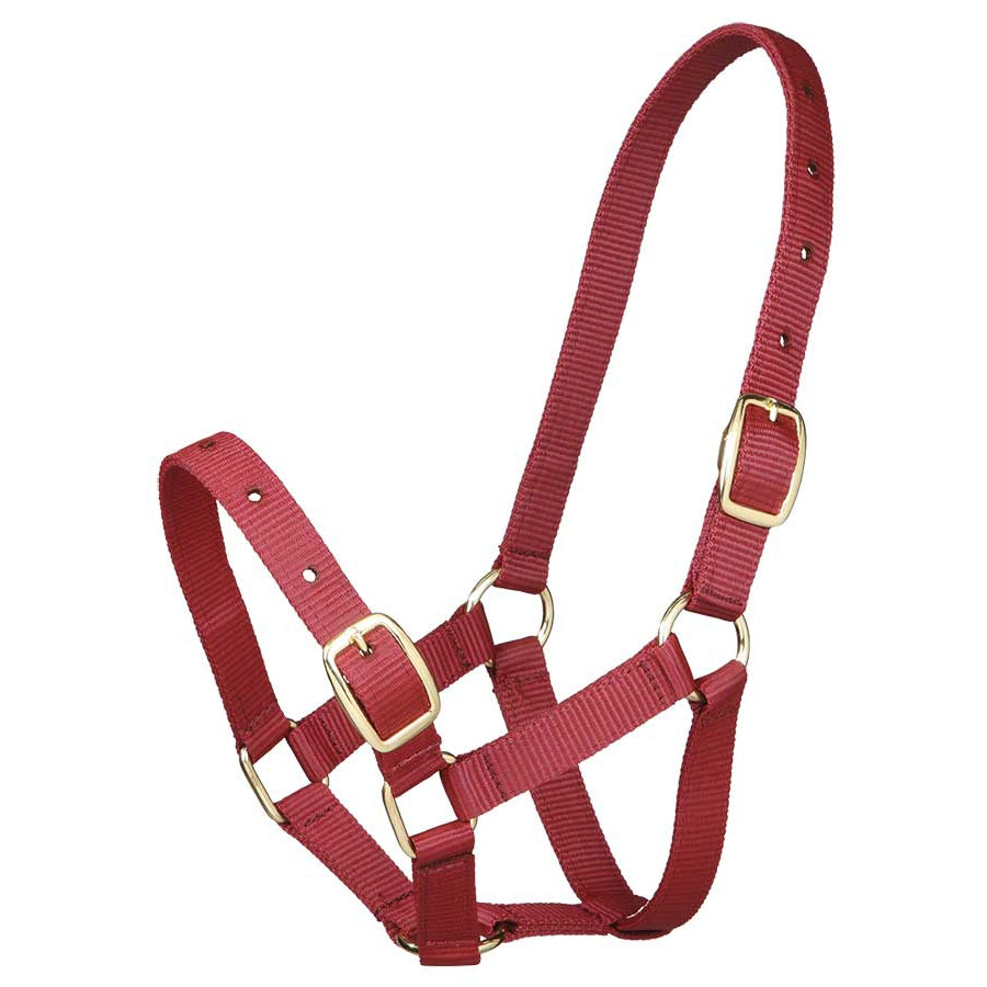 Gymkhana Foal Halter-Trailrace Equestrian Outfitters-The Equestrian