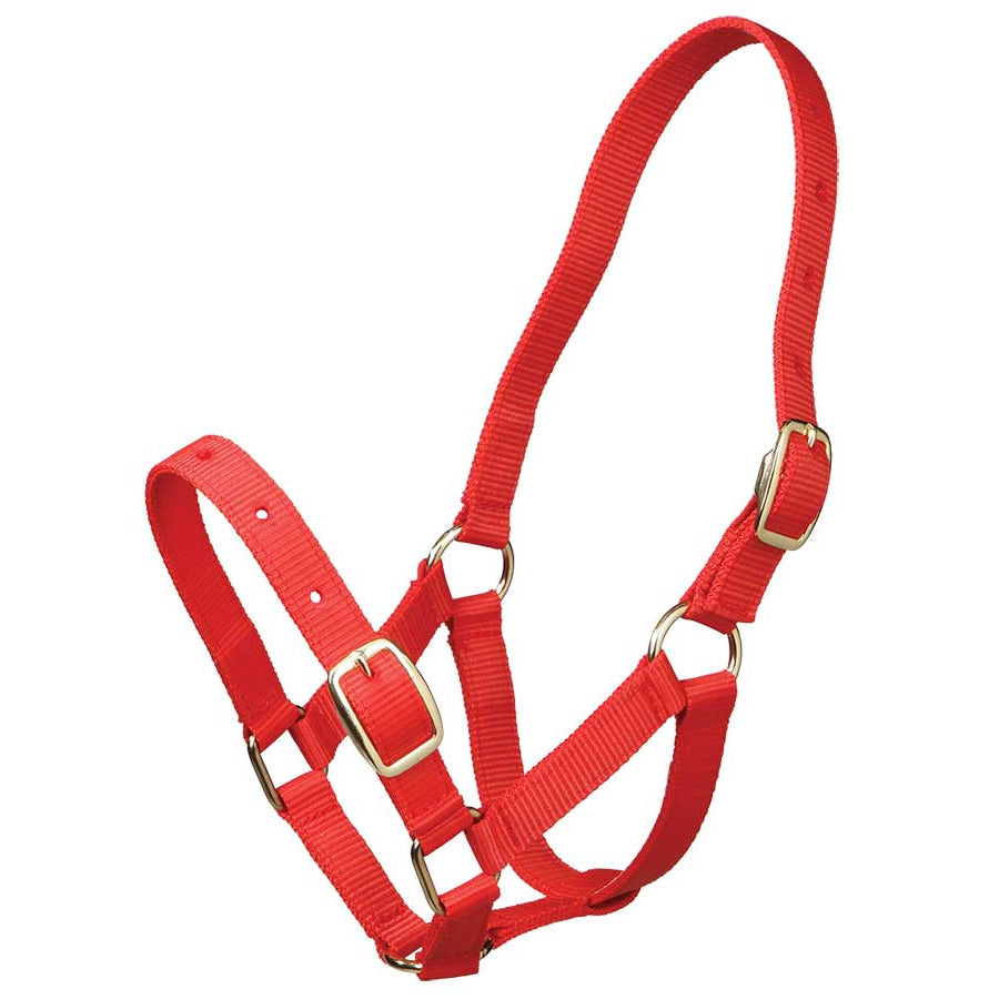 Gymkhana Foal Halter-Trailrace Equestrian Outfitters-The Equestrian