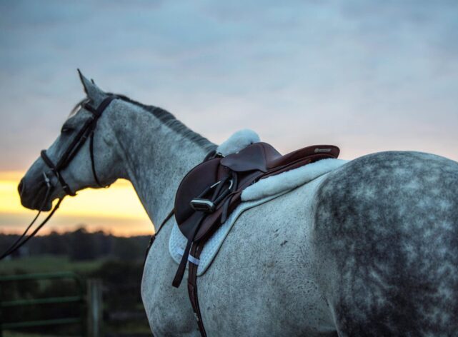 Gray horse with Thinline saddle, sunset in background, bridle on.