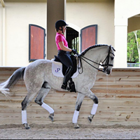 Rider on a gray horse, using Thinline products in arena.