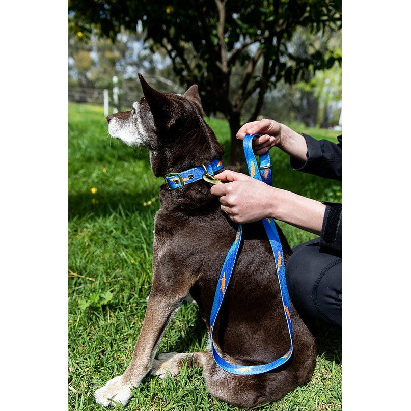 Alt text: Dog wearing Anipal blue collar and leash outdoors, person attaching leash.