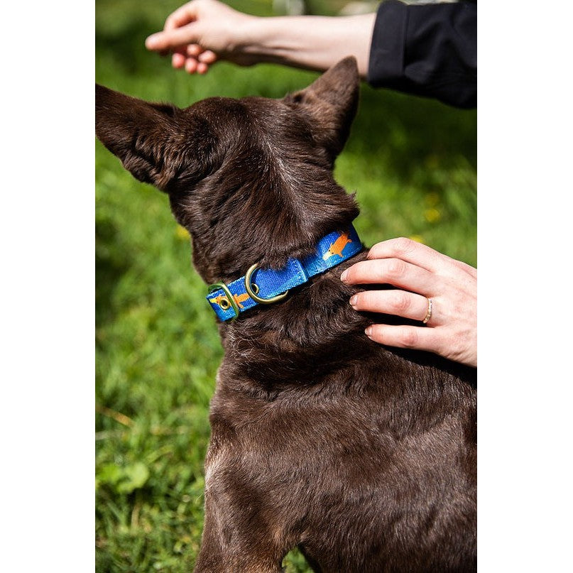 Dog wearing blue Anipal collar, being petted by human outdoors.