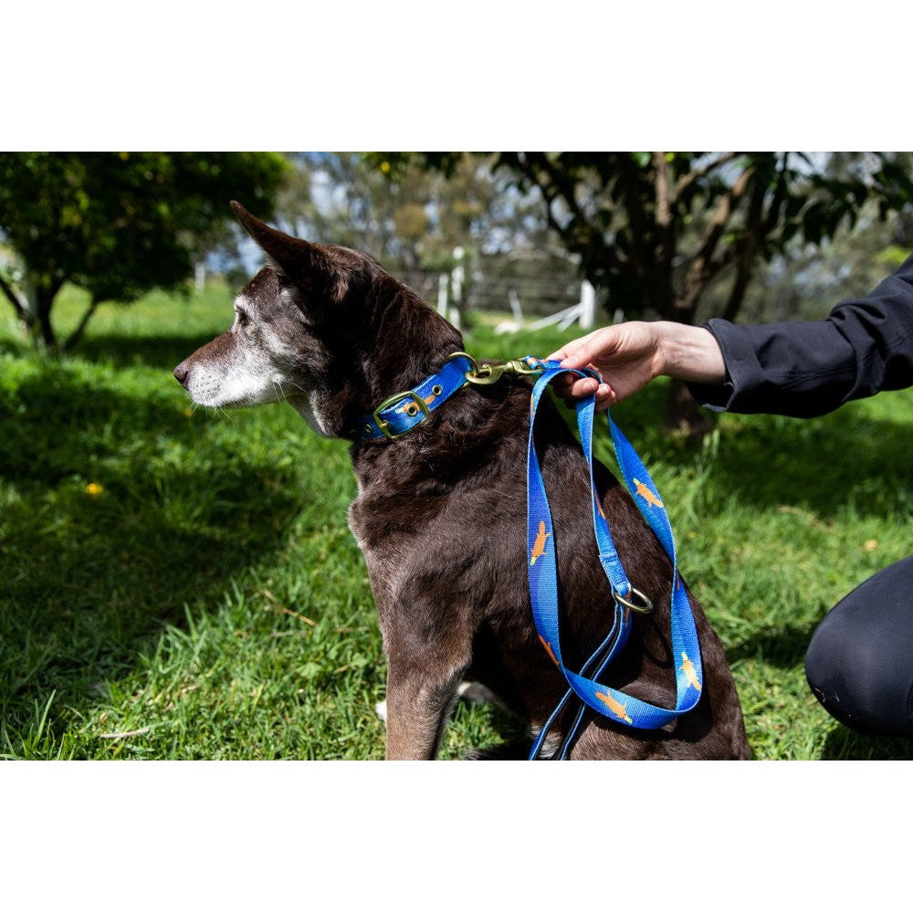 Older dog wearing Anipal blue leash and collar, outdoors on grass.