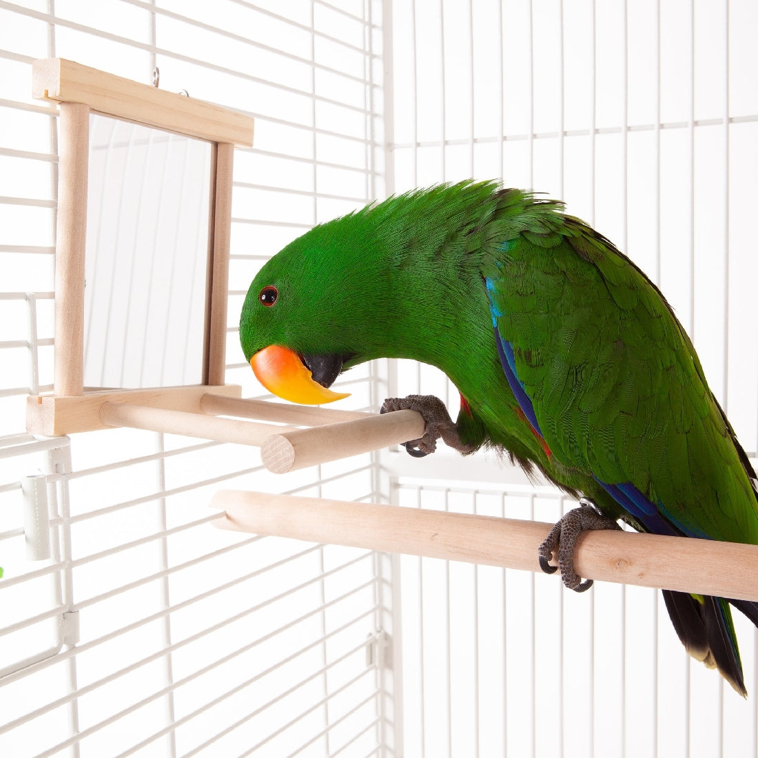 Green parrot on a perch inside cage, near bird toy, ecological.