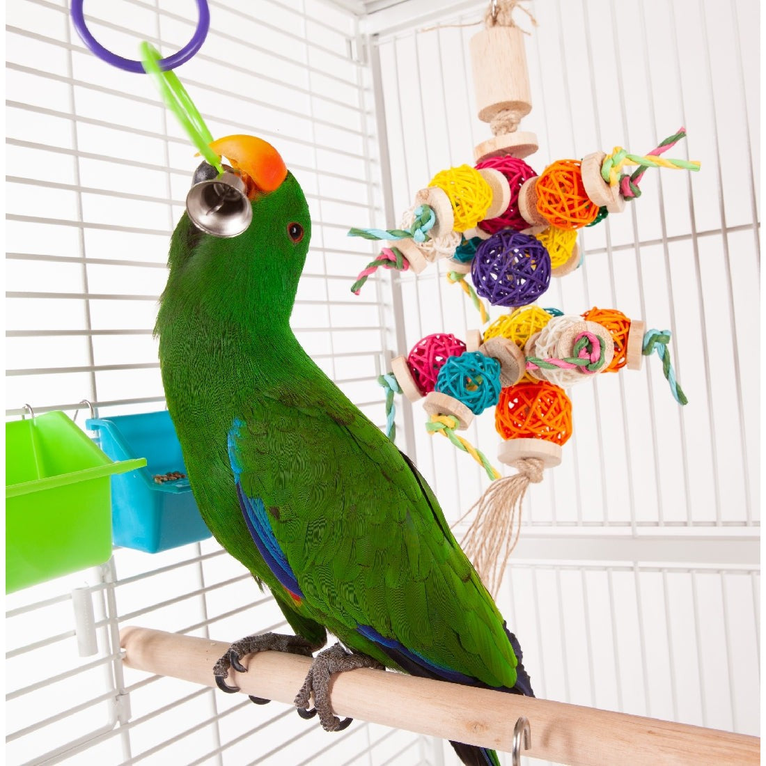 A colorful eclectus parrot playing with a hanging bird toy.
