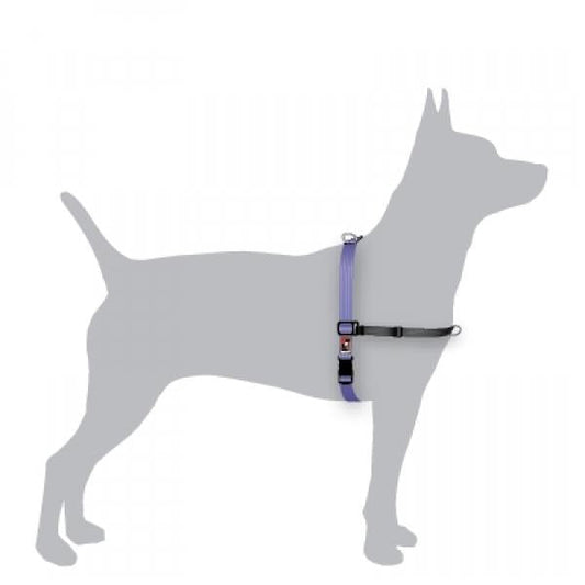 Black Dog Balance Dog Halter with Front & Back attach D-Rings - Small - Purple-Lucky Pet Supplies-The Equestrian