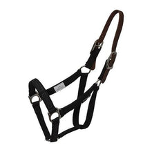 Thinline black and brown horse halter with silver buckles.