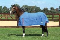 Horse wearing a blue Eurohunter rug standing in a fenced paddock.