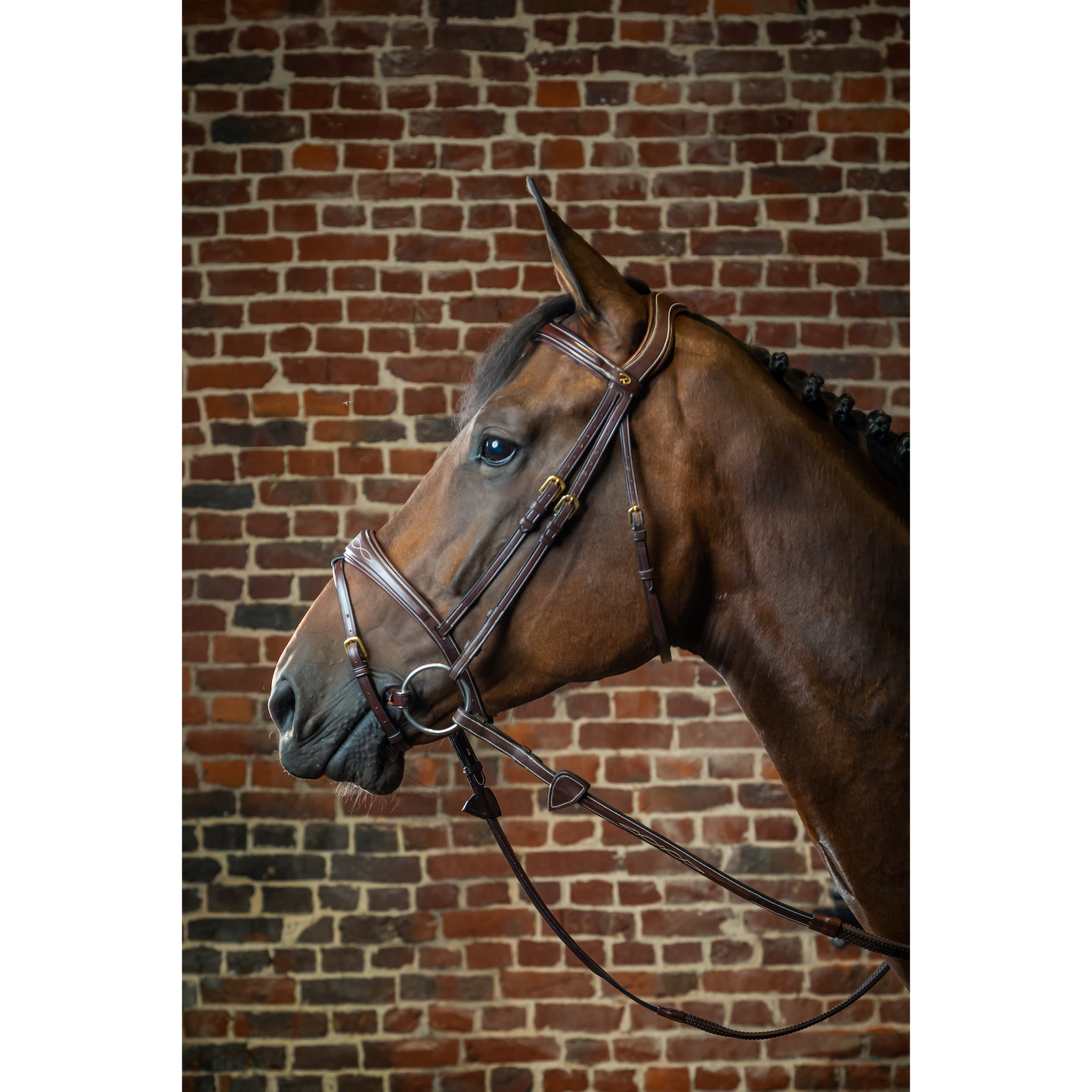 Dy'on D Collection - Anatomic Flash Noseband Brown Bridle-Little Equine Co-The Equestrian