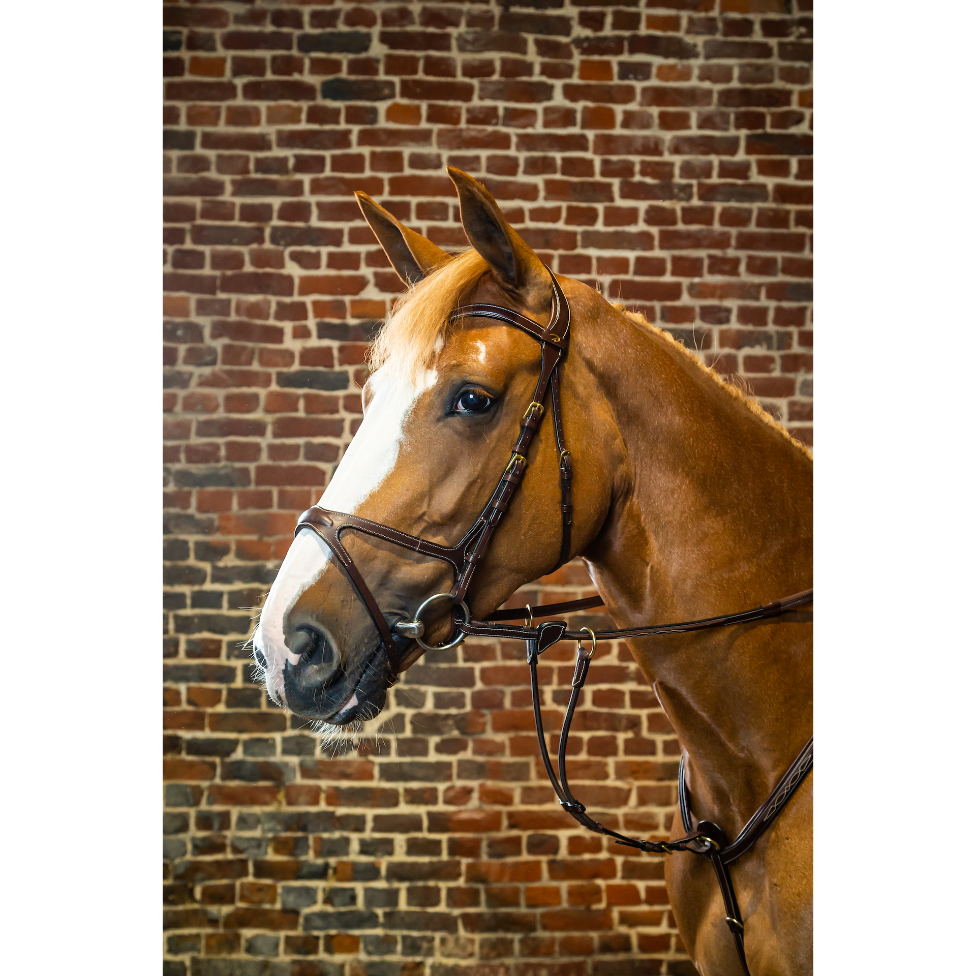 Dy'on X-Fit Bridle Brown Full D Collection-Little Equine Co-The Equestrian