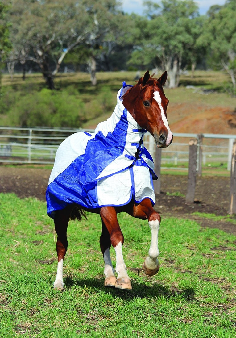 Chestnut horse wearing a blue and white Eurohunter horse rug outdoors.