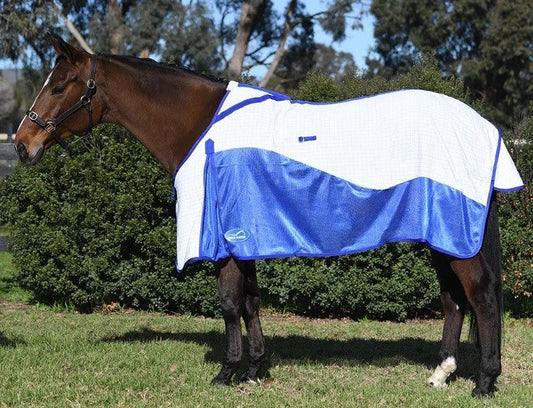 Bay horse wearing a blue and white Eurohunter horse rug outdoors.