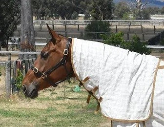 Bay horse wearing a Eurohunter horse rug standing in a paddock.