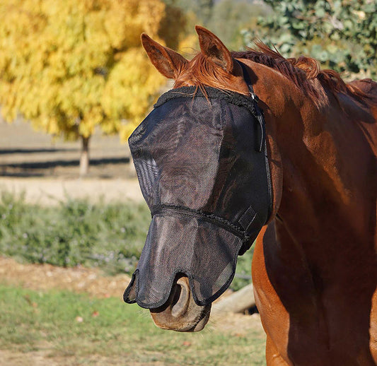 Horse wearing black fly veil for horses in outdoor setting.