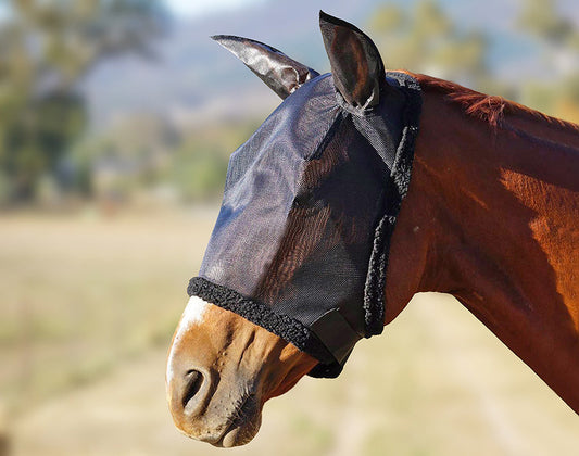Brown horse wearing a black fly veil for horses.