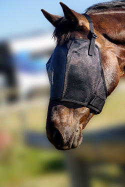 Horse wearing black fly veil outdoors in sunny conditions.