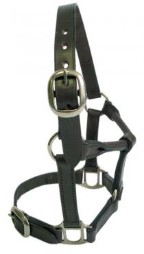 Foal Headstall Leather Brown-Ascot Saddlery-The Equestrian