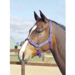 Foal Headstall Webbing Navy-Ascot Saddlery-The Equestrian