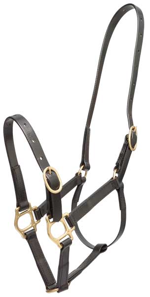 Headstall Plastic 19mm Zilco Black-Ascot Saddlery-The Equestrian