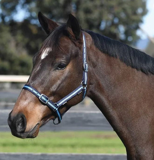 Headstall Webbing Academy Navy & Light Blue-Ascot Saddlery-The Equestrian