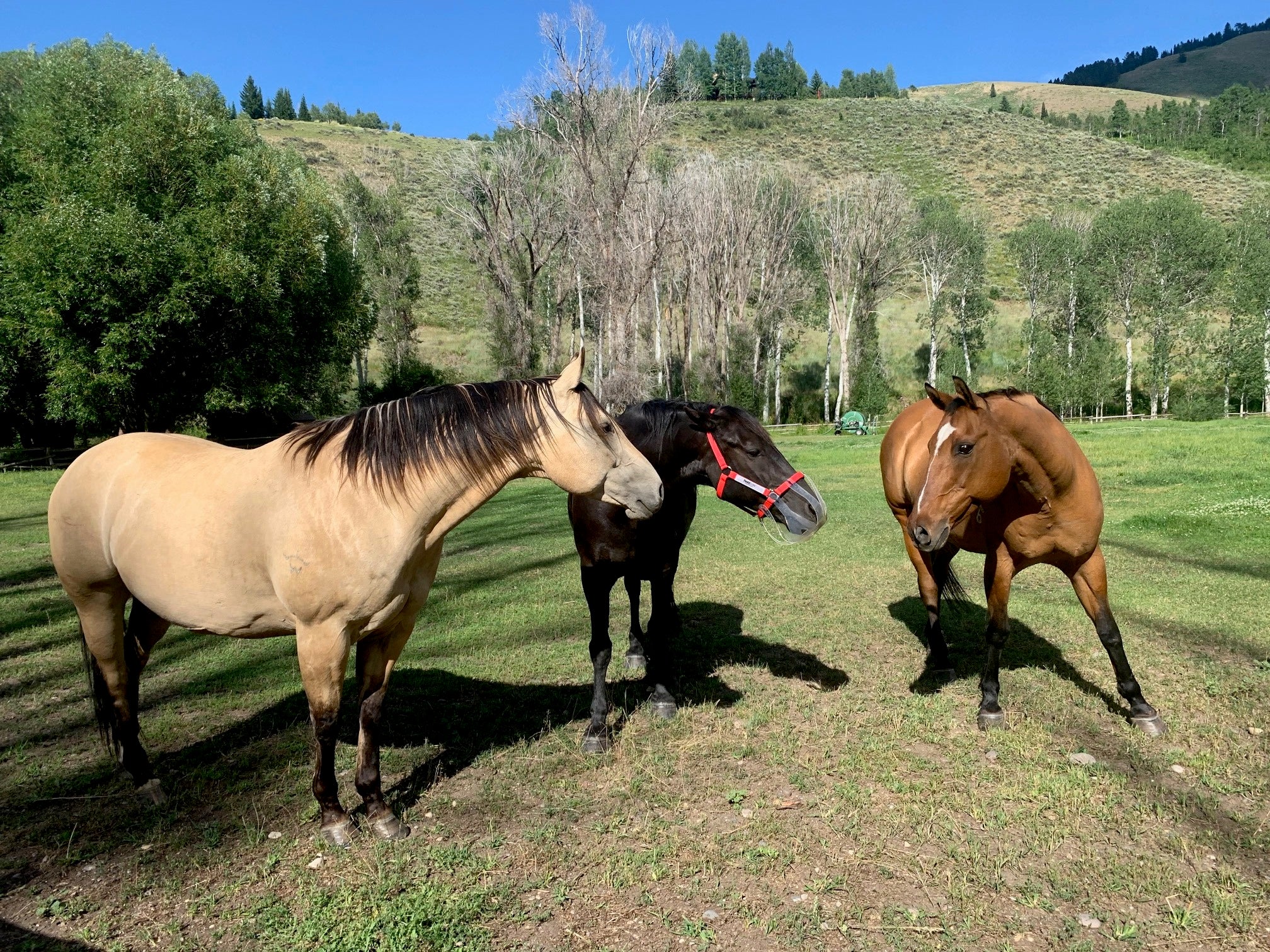 Three horses wearing Thinline grazing in a sunny green field.
