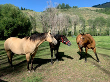 Three horses wearing Thinline grazing in a sunny green field.