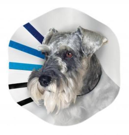 KONG EZ Clear Elizabethan Medical Collar for Cats & Dogs - Large-Lucky Pet Supplies-The Equestrian