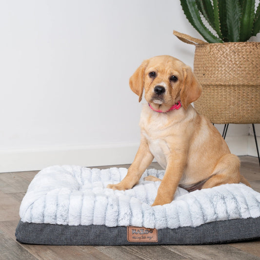 Kazoo Dog Bed Cloud Comfort Grey-Ascot Saddlery-The Equestrian