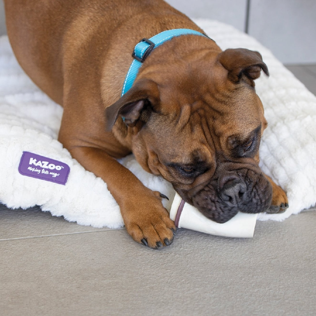 Kazoo Dog Toy Latex Coffee Cup Medium-Ascot Saddlery-The Equestrian