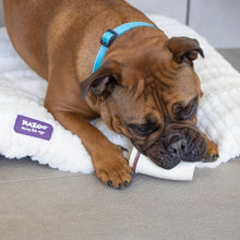 Kazoo Dog Toy Latex Coffee Cup Medium-Ascot Saddlery-The Equestrian