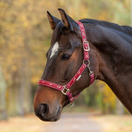 Waldhausen Little Horses Halter-Trailrace Equestrian Outfitters-The Equestrian