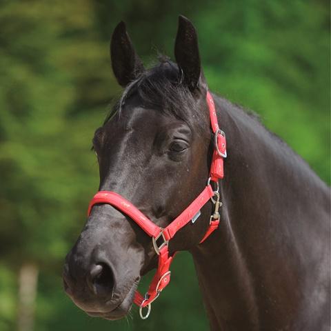 Waldhausen Little Horses Halter-Trailrace Equestrian Outfitters-The Equestrian