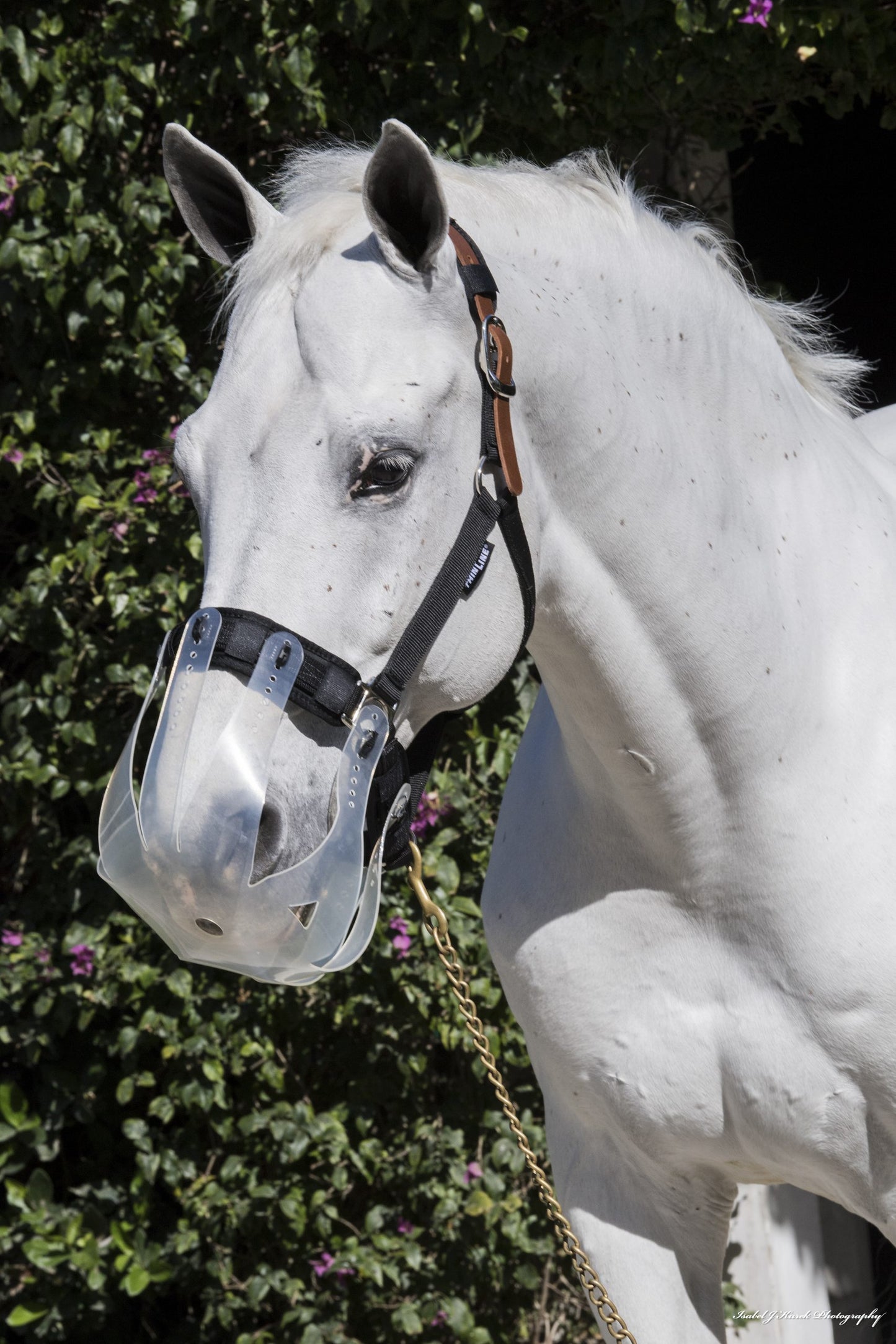 Flexible Filly Muzzle-Thinline Global Australia-The Equestrian