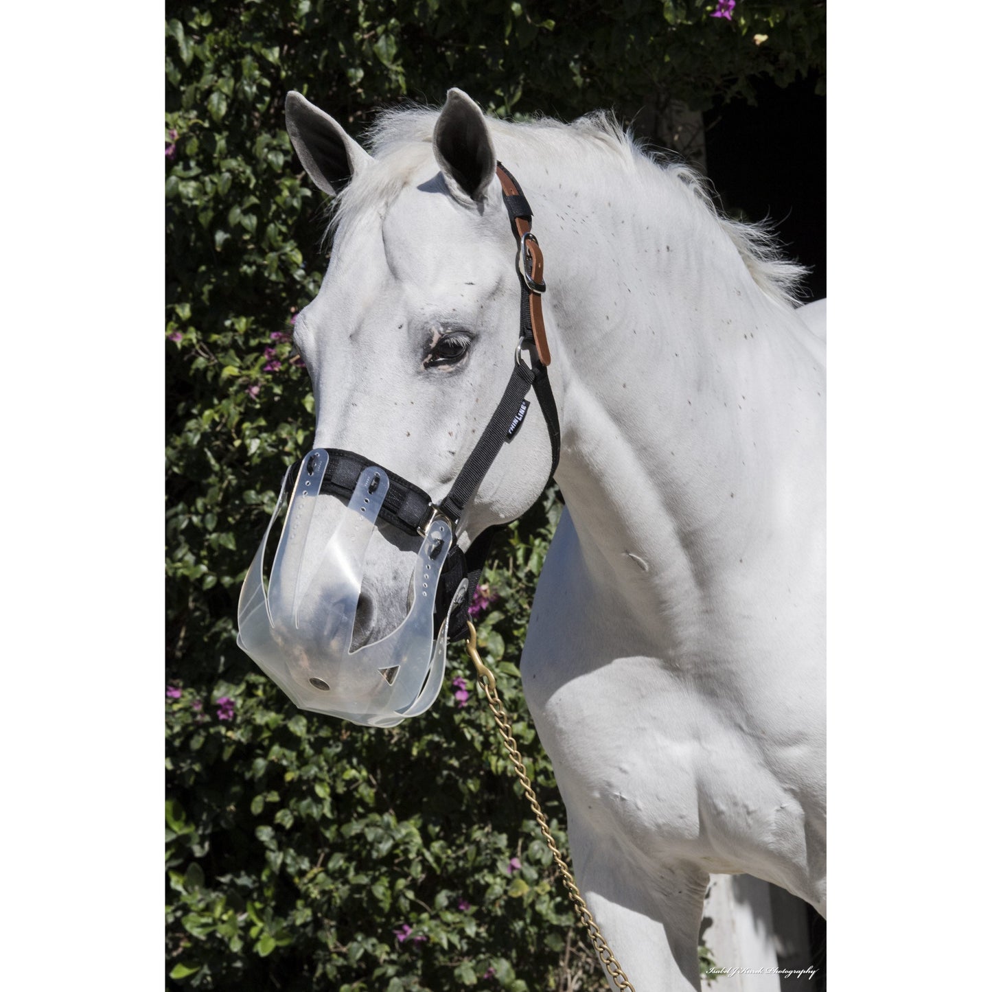 A white horse with a breakaway halter, standing before bushes.