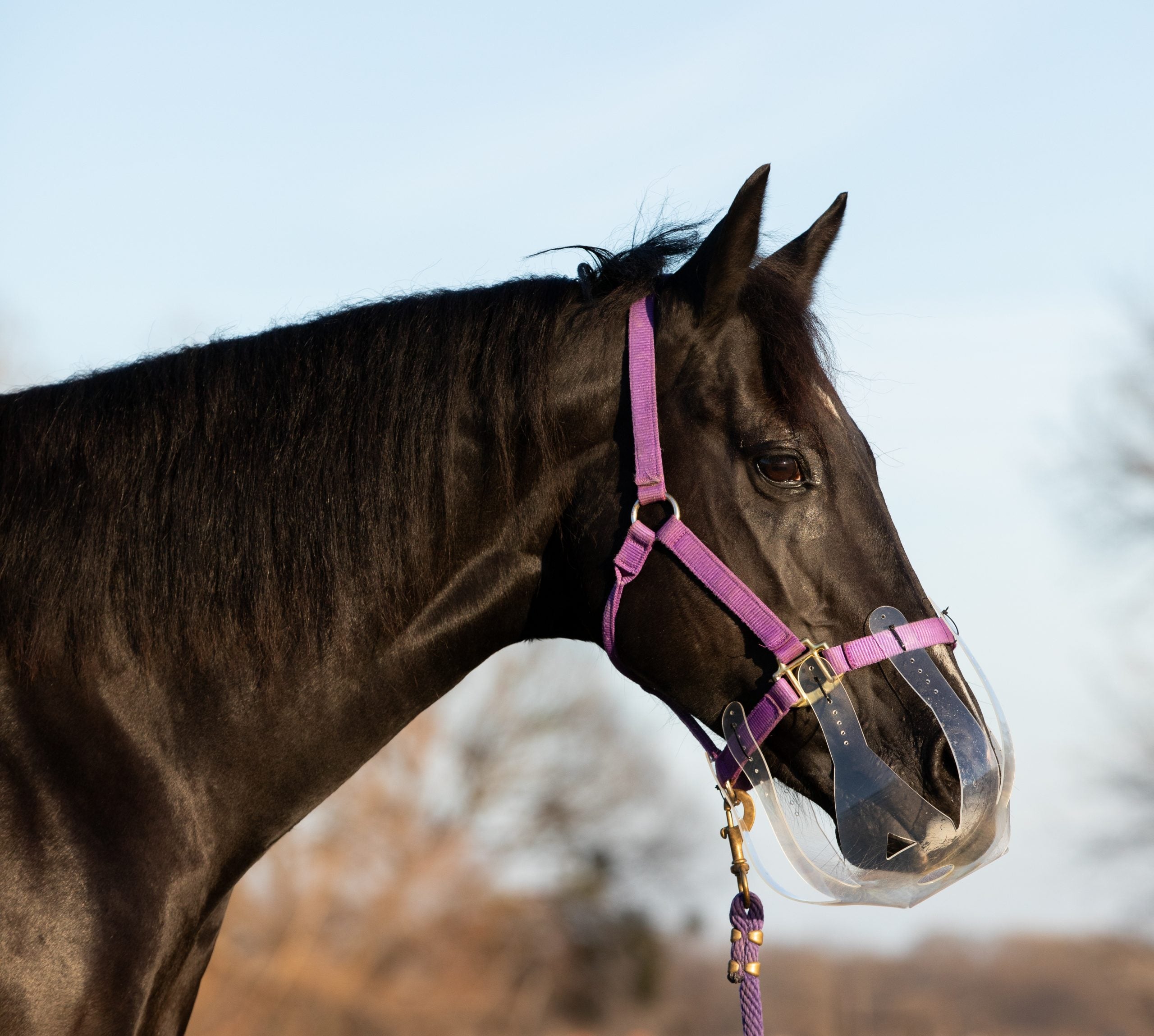 Black horse wearing Thinline muzzle with purple halter.
