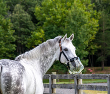 Gray horse wearing Thinline grazing muzzle stands near wooden fence.