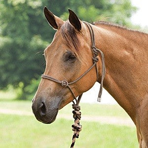 A bay horse with a rope halter standing in a green field.