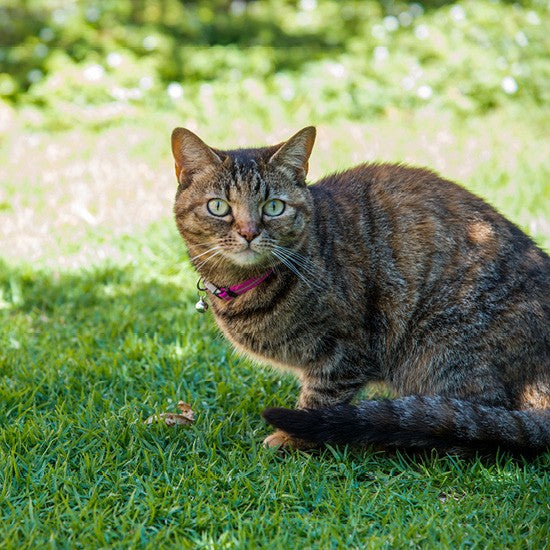 Tabby cat with pink Rogz collar sitting on grass.
