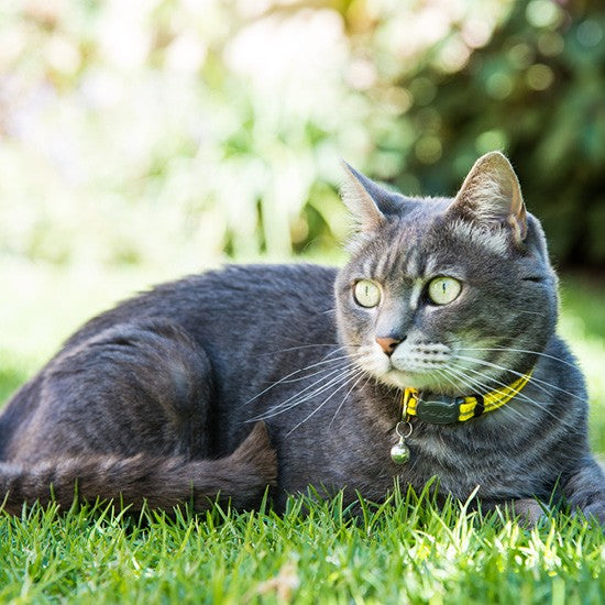Gray cat wearing a yellow Rogz collar lying on grass.