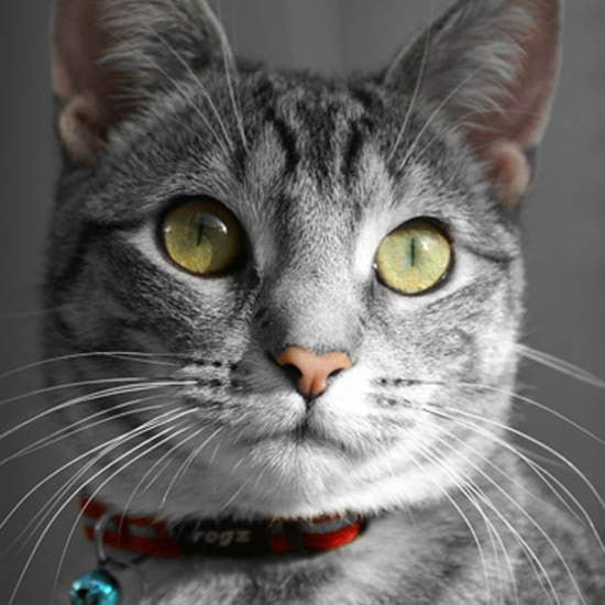 Tabby cat wearing a red Rogz collar, close-up portrait.