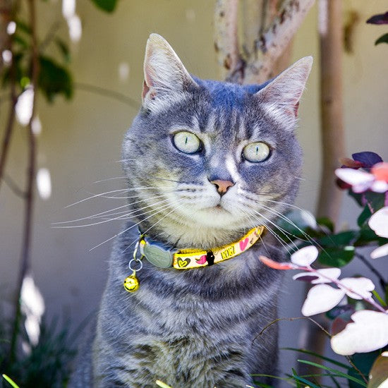 Gray cat wearing a colorful Rogz collar outdoors.