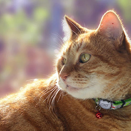 Orange cat wearing a Rogz collar, gazing into light.