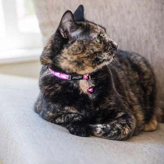 Cat wearing a pink Rogz collar looking to the side.