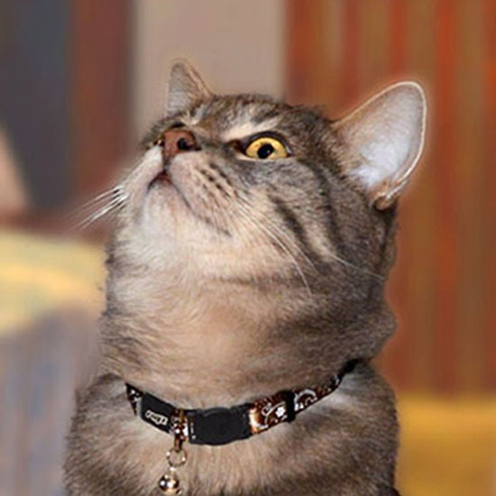 Cat wearing a Rogz collar looks upwards intently.