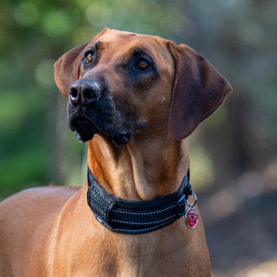 Brown dog with a Rogz collar looking up attentively.