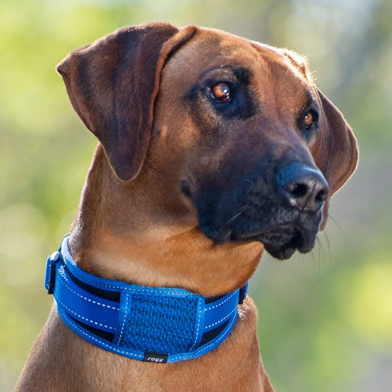 Dog wearing a blue Rogz collar, looking off-camera.