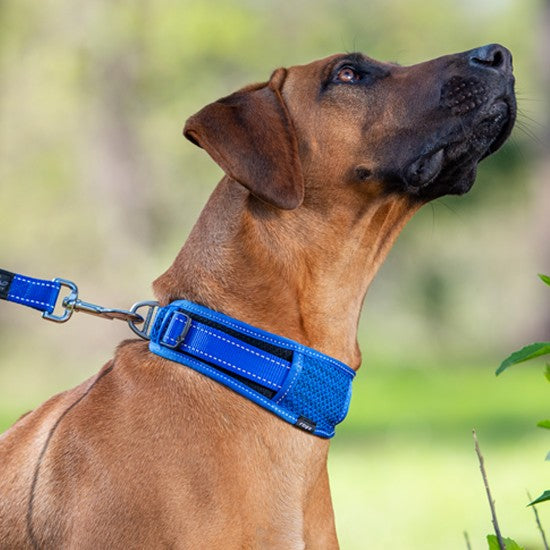 Rogz brand blue collar on attentive brown dog outdoors.